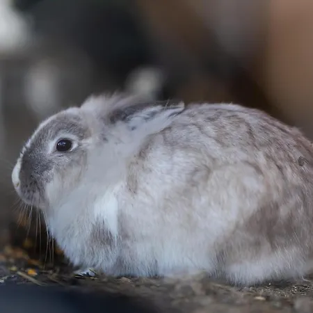 Вилла Deniri
